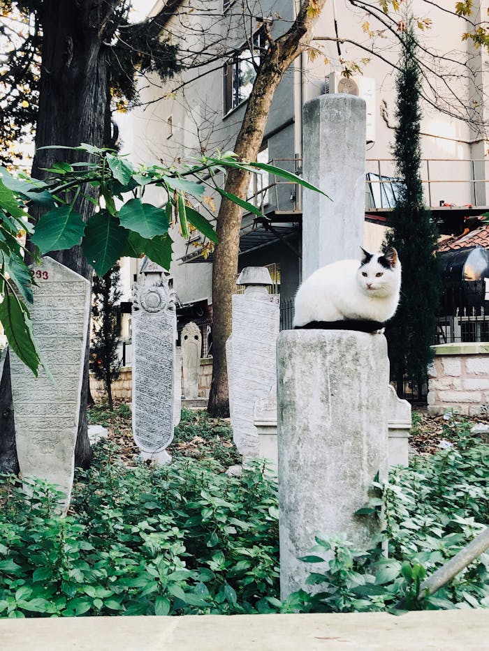our-services-3 White cat resting on a stone column surrounded by tombstones in a leafy outdoor setting.