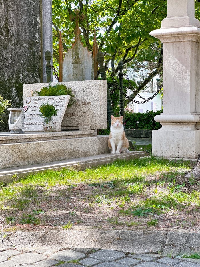 our-services-2 Adorable cat sitting near gravestones in Porto's historic Agramonte Cemetery.