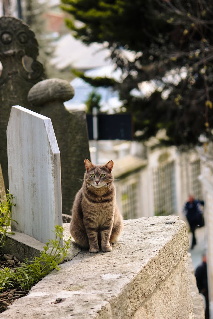 services-02 A tranquil scene of a tabby cat sitting on a stone wall in an urban cemetery.
