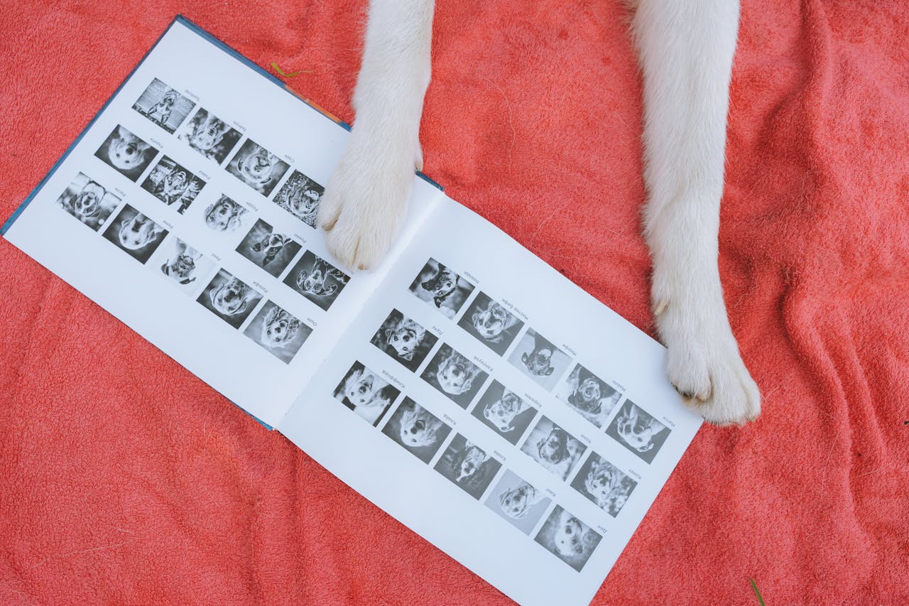 our-services-1 Dog paws rest on a photo album of pets, lying on a vibrant red fabric. Overhead shot.